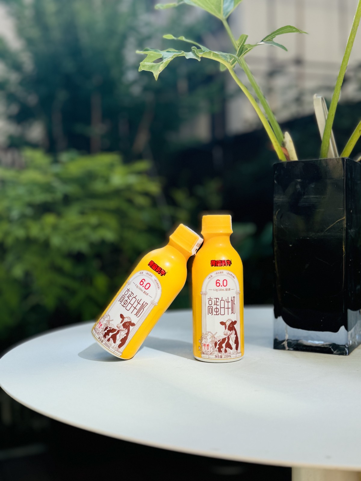荷兰乳牛高蛋白牛奶包装设计 荷兰乳牛高蛋白牛奶包装设计